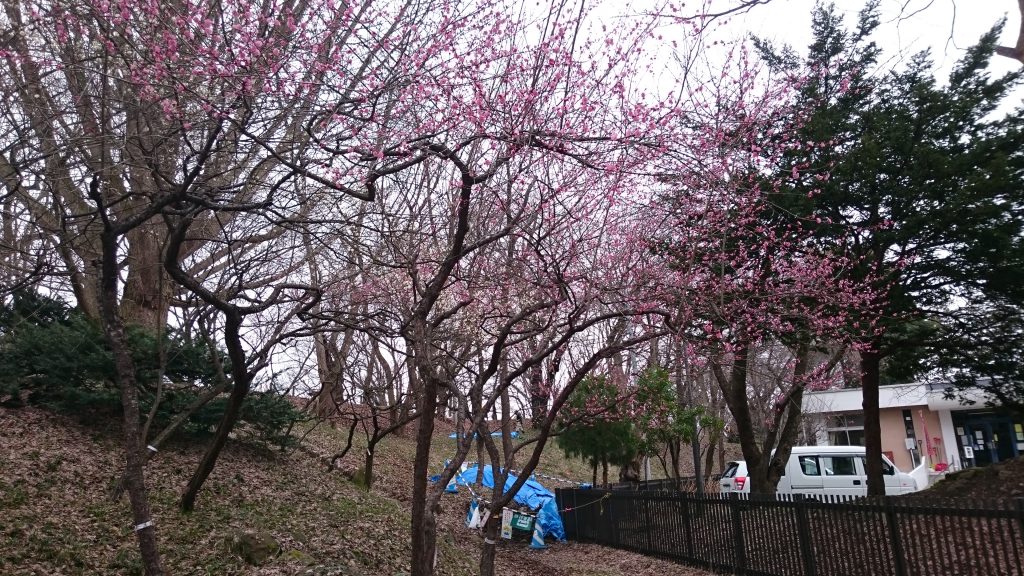 霞城公園の紅梅